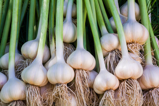 Freshly harvested garlic from the U-M farm